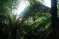 Tree fern gully, Pirianda Gardens IMG_7026